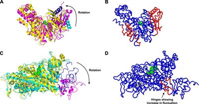 Ligand Binding Introduces Significant Allosteric Shifts in the Locations of Protein Fluctuations